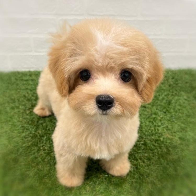 animal_image