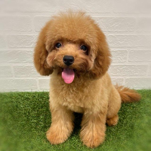 animal_image