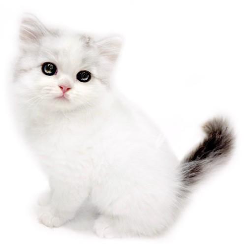 animal_image
