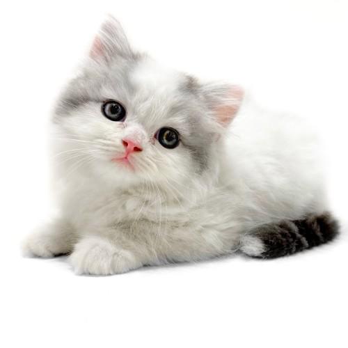 animal_image