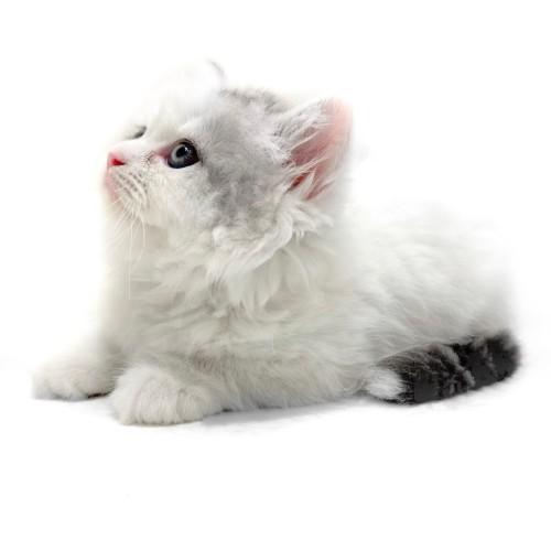 animal_image
