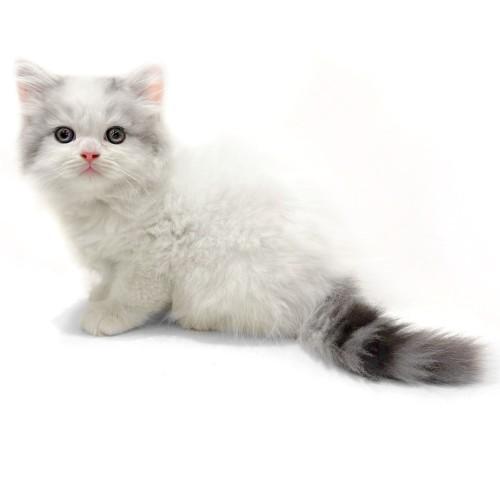 animal_image