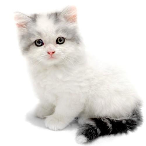 animal_image