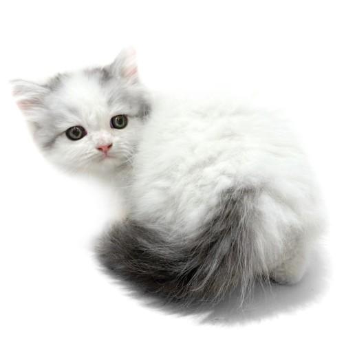 animal_image