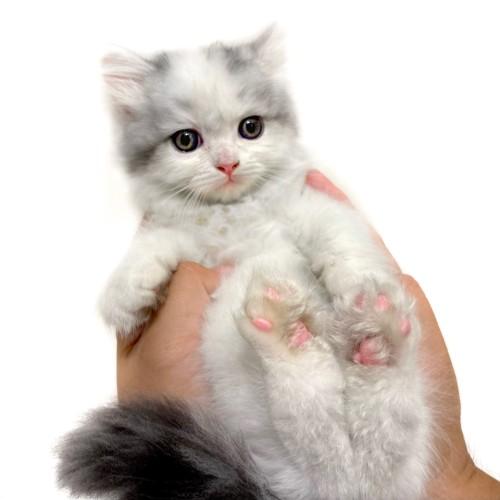 animal_image