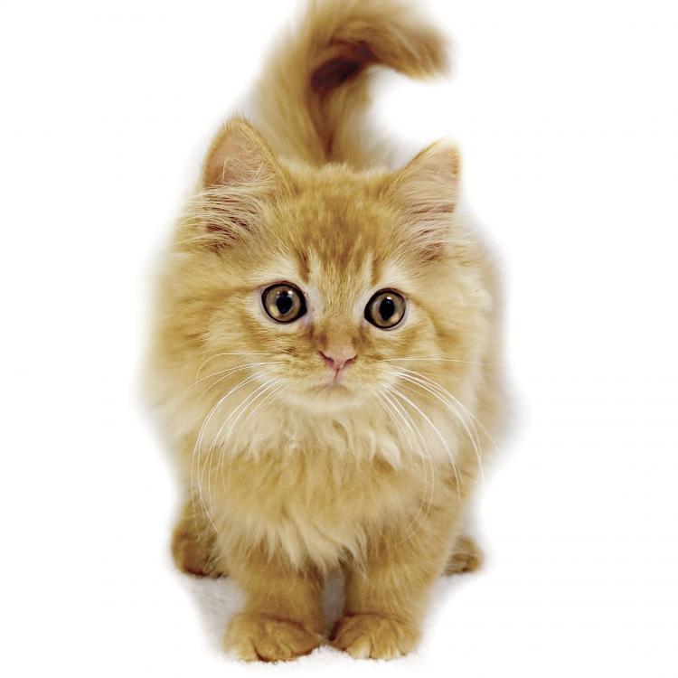 animal_image