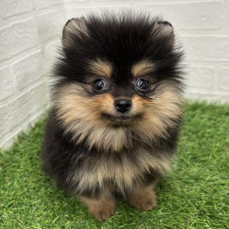 animal_image