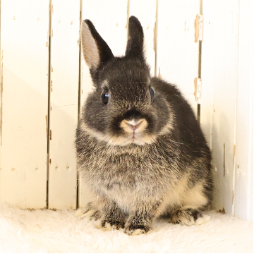 animal_image