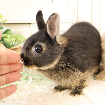 animal_image