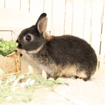 animal_image