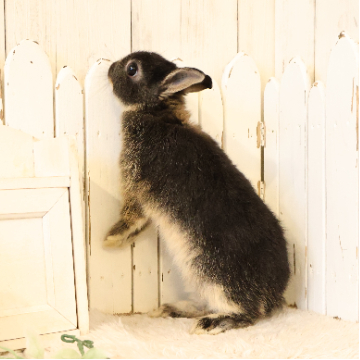 animal_image