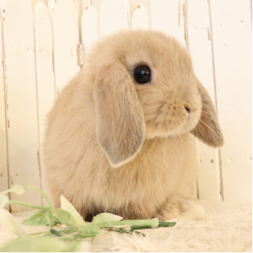animal_image