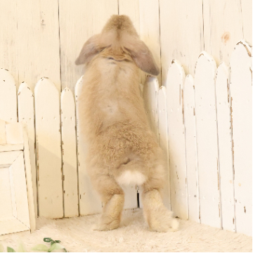 animal_image