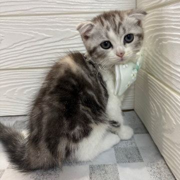 animal_image