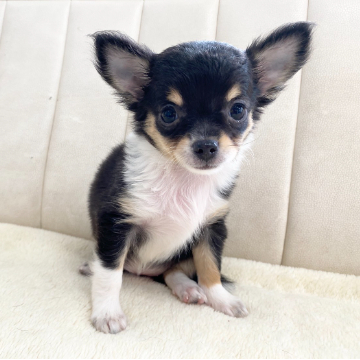 animal_image