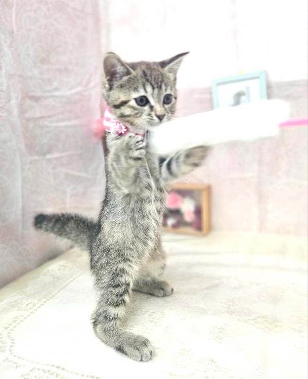 animal_image