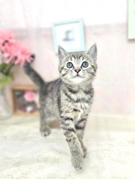 animal_image