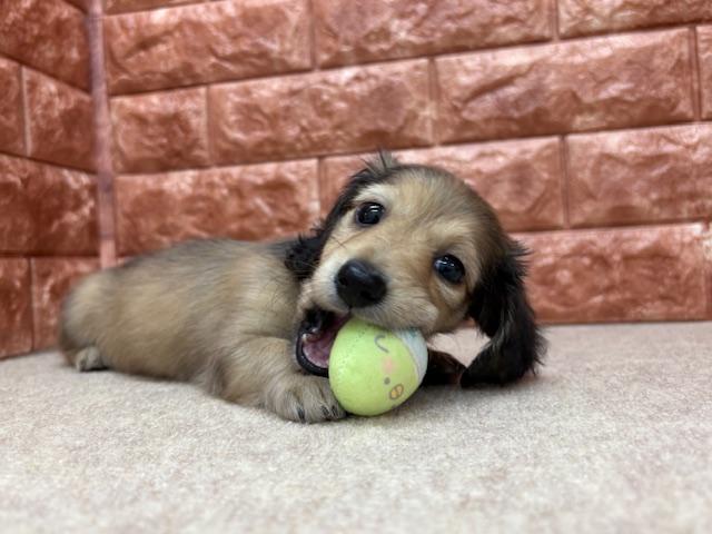 animal_image