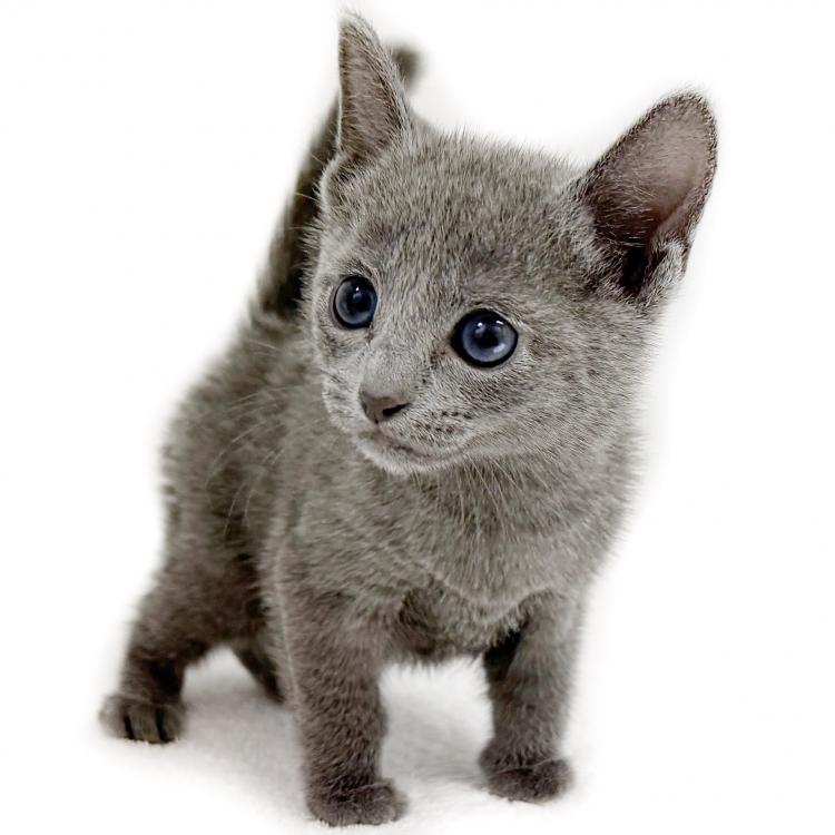 animal_image