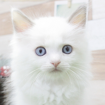 animal_image
