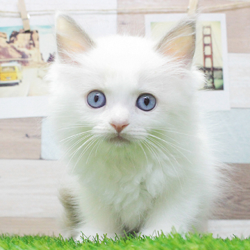 animal_image