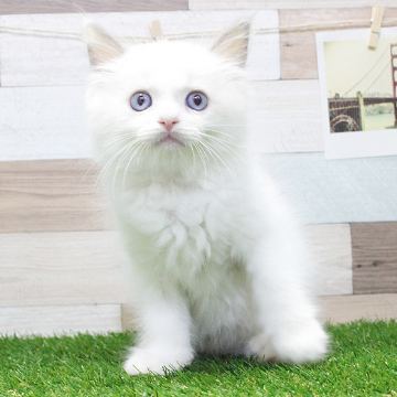 animal_image