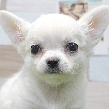 animal_image