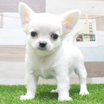 animal_image
