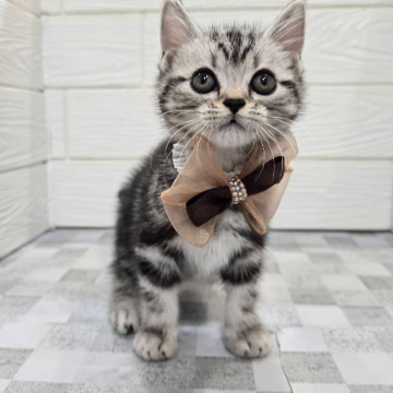 animal_image