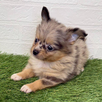 animal_image
