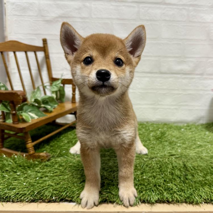 animal_image