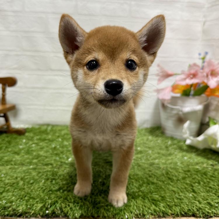 animal_image