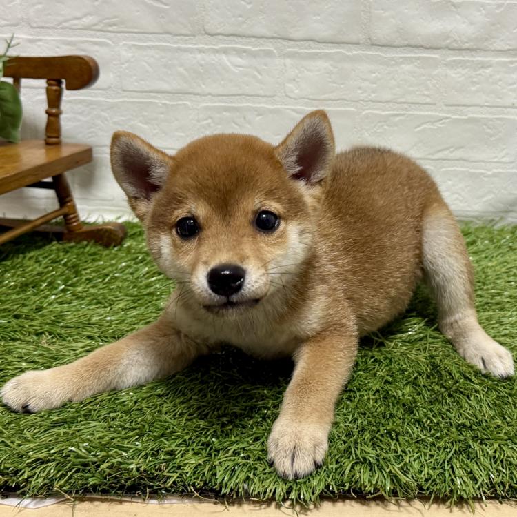 animal_image