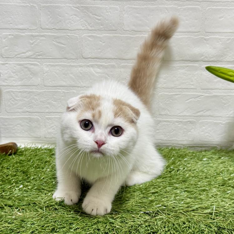 animal_image