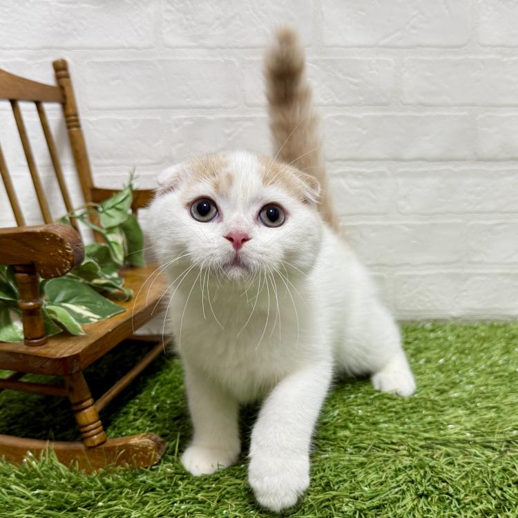 animal_image