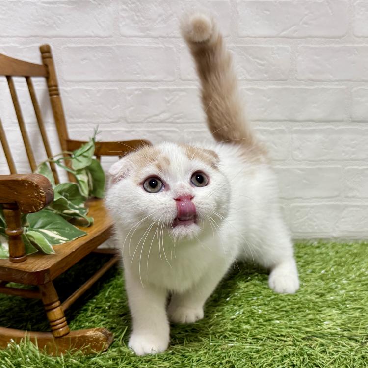 animal_image