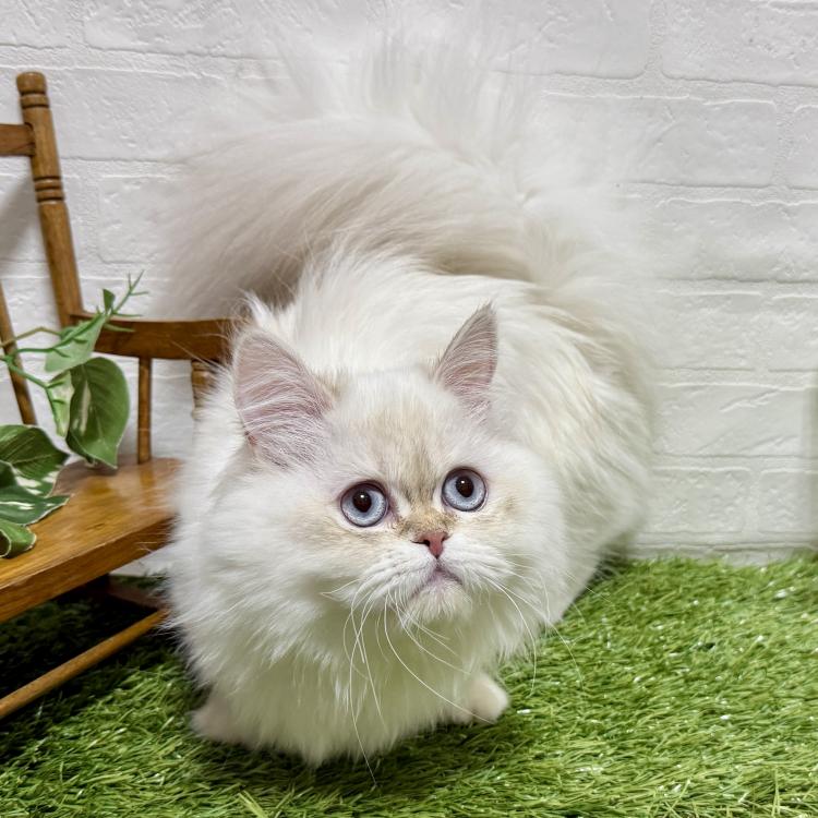 animal_image