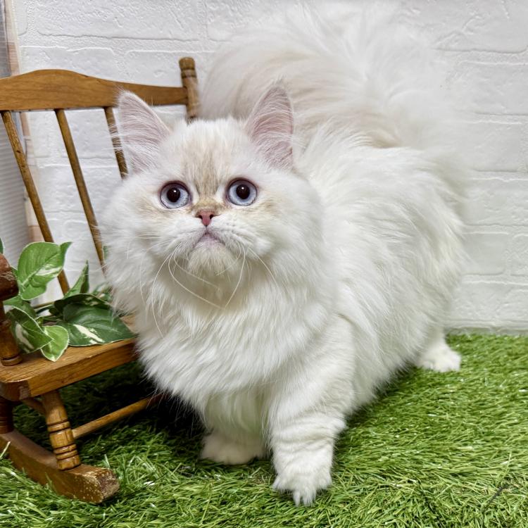 animal_image