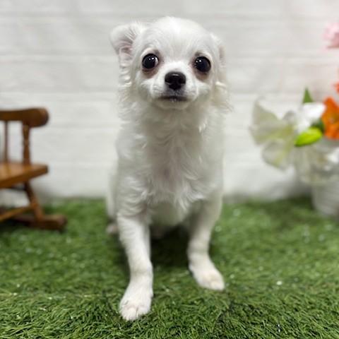 animal_image