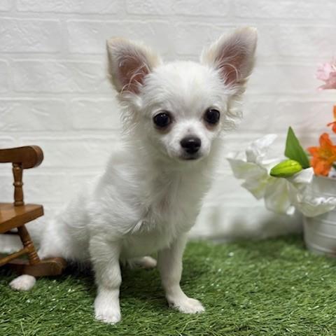 animal_image