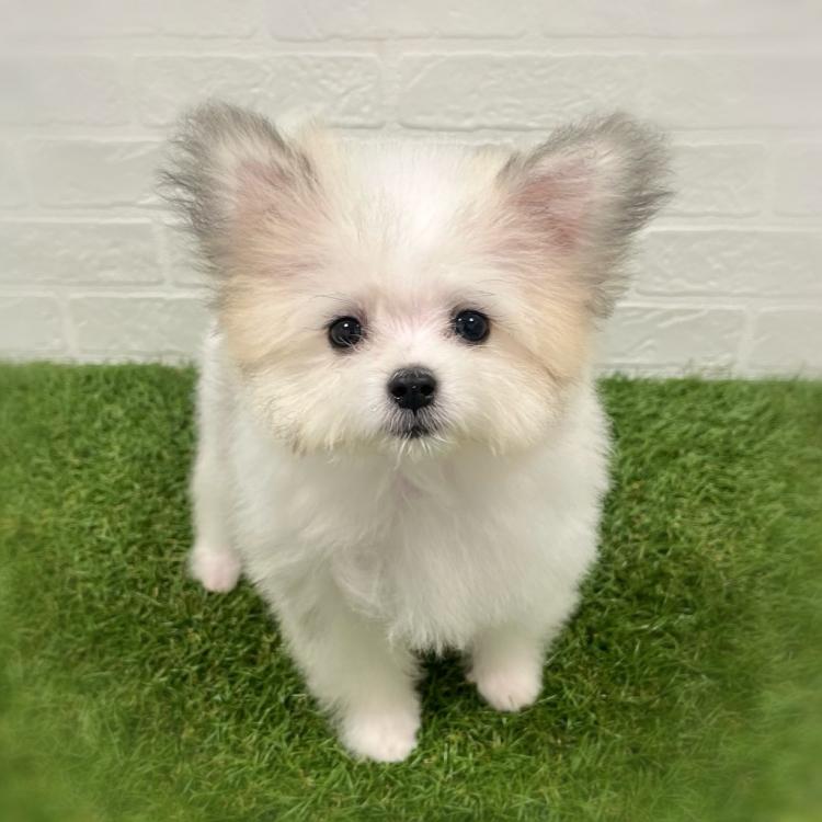 animal_image