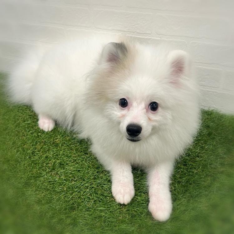 animal_image