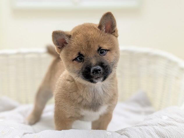 animal_image