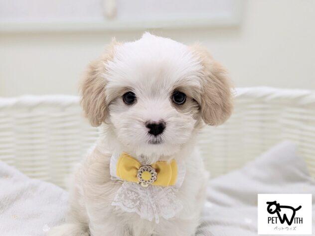 animal_image