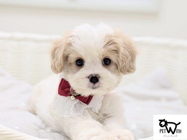 animal_image
