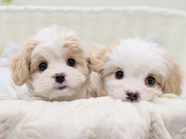 animal_image
