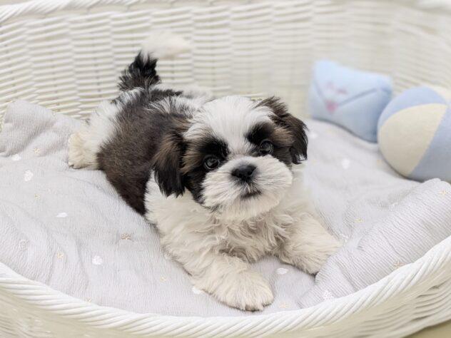 animal_image
