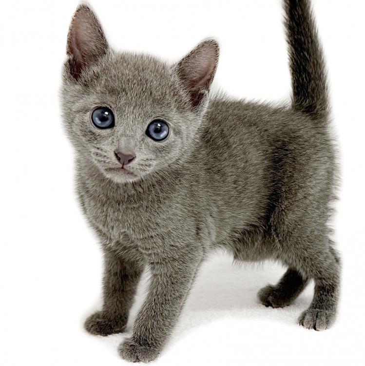animal_image