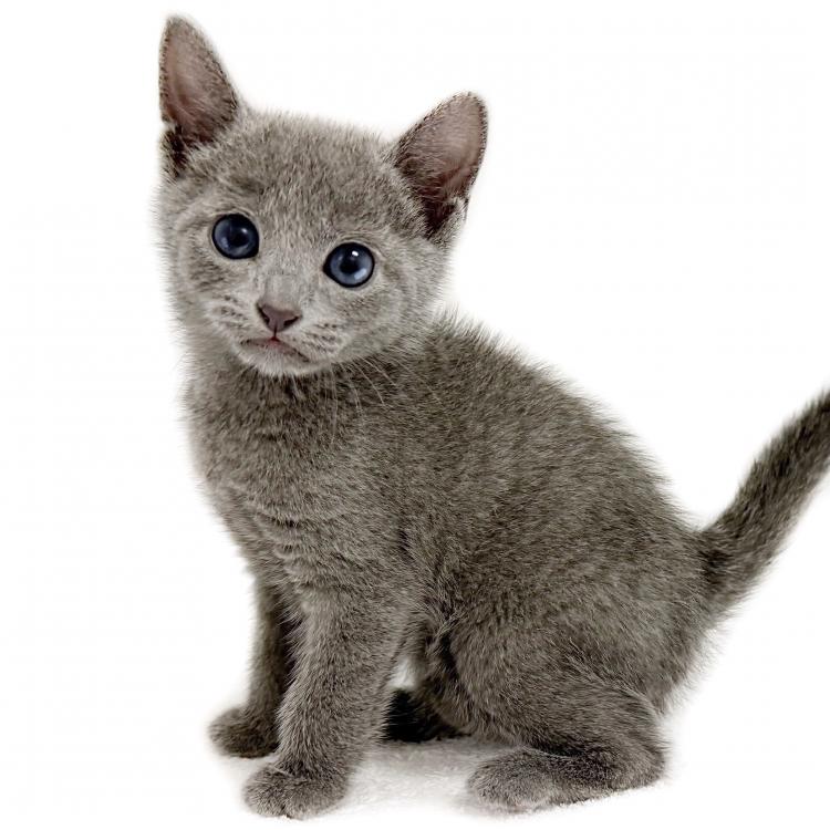 animal_image