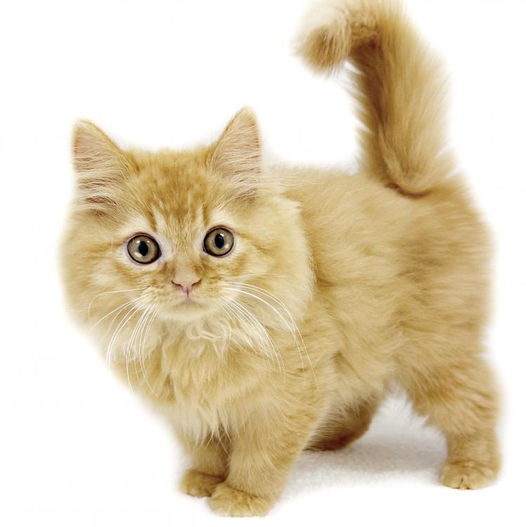 animal_image